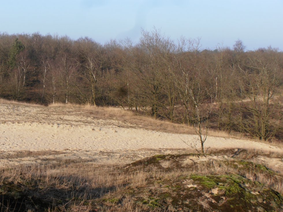 Lezing 'Loonse en Drunense Duinen': nieuwe datum